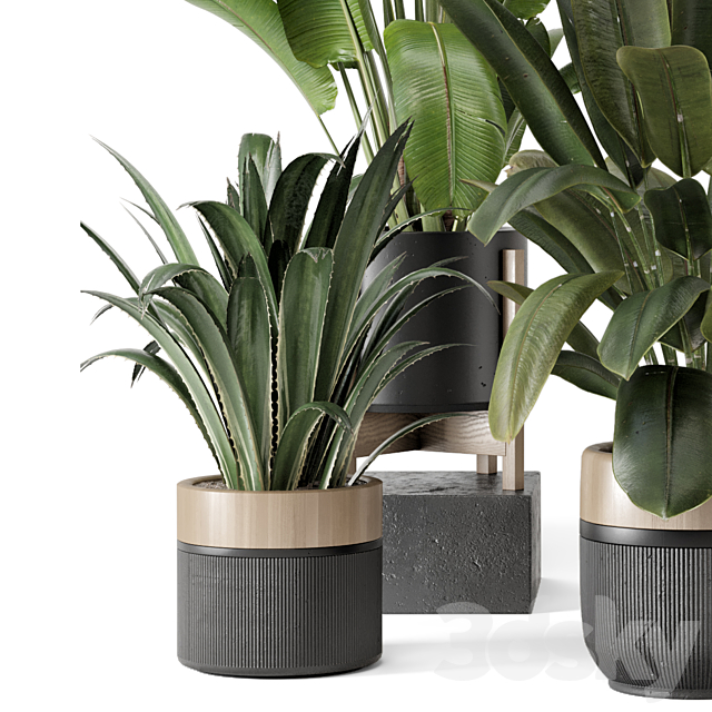 Indoor Plants in Ferm Living Bau Pot Large – Set 1947 3DS Max Model - thumbnail 5