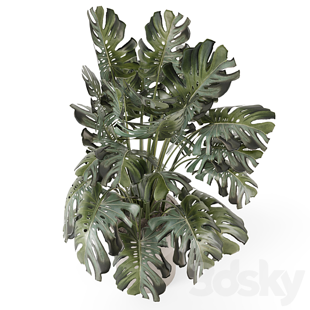 Indoor Plants in Ferm Living Bau Pot Large – Set 2160 3ds Max - thumbnail 2