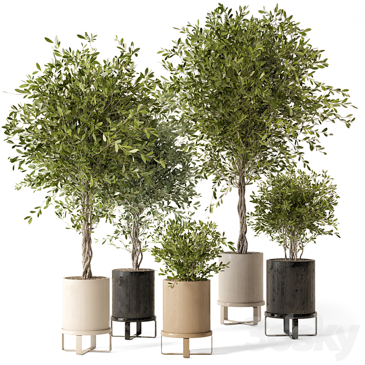 Indoor Plants in Ferm Living Bau Pot Large – Set 354 3DS Max - thumbnail 1