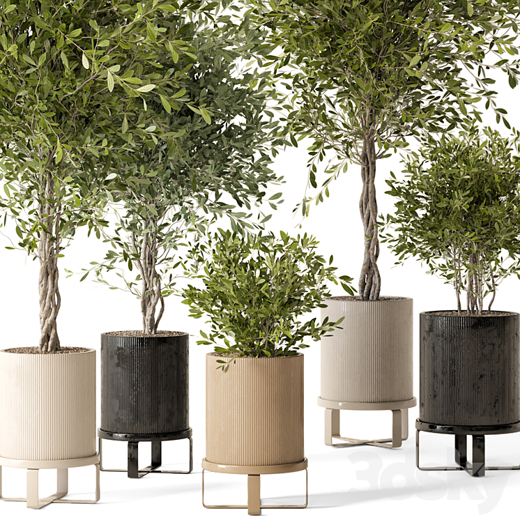 Indoor Plants in Ferm Living Bau Pot Large – Set 354 3DS Max - thumbnail 2