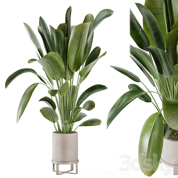 Indoor Plants in Ferm Living Bau Pot Large – Set 378 3DS Max Model - thumbnail 3