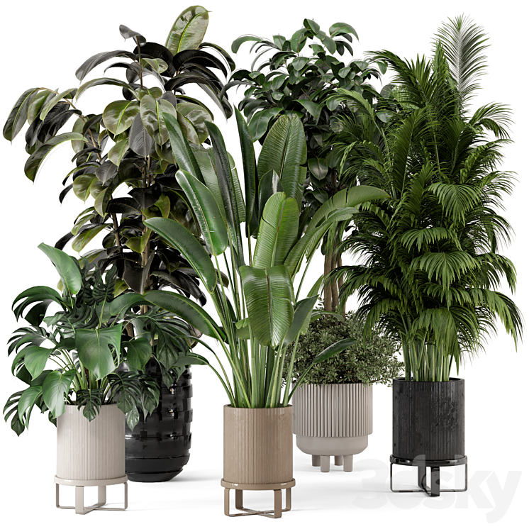 Indoor Plants in Ferm Living Bau Pot Large – Set 548 3DS Max Model - thumbnail 3