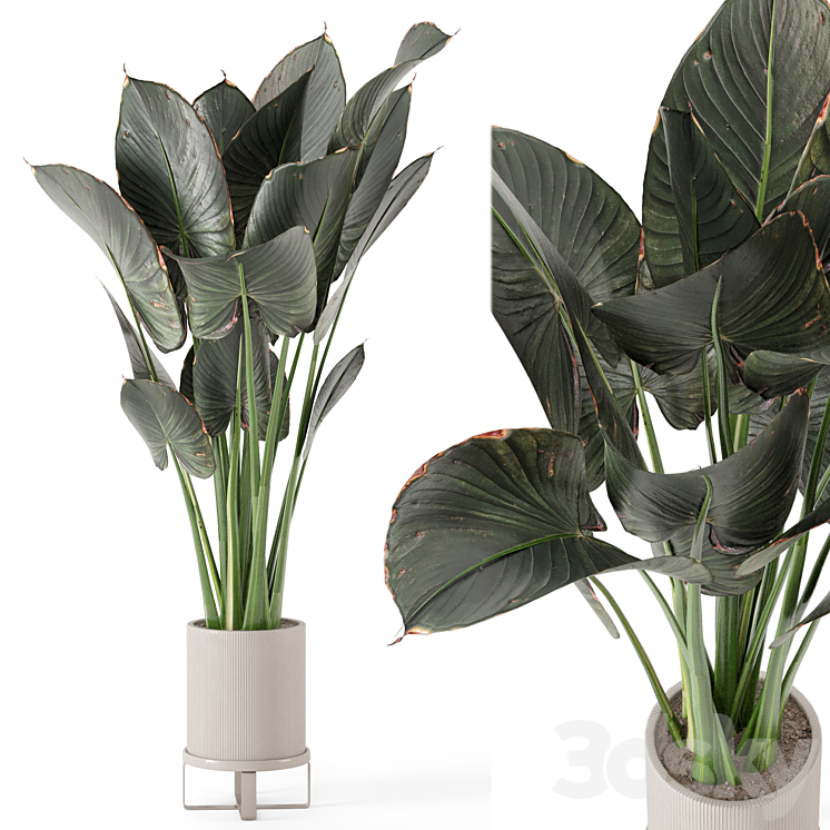 Indoor Plants in Ferm Living Bau Pot Large – Set 555 3DS Max Model - thumbnail 1