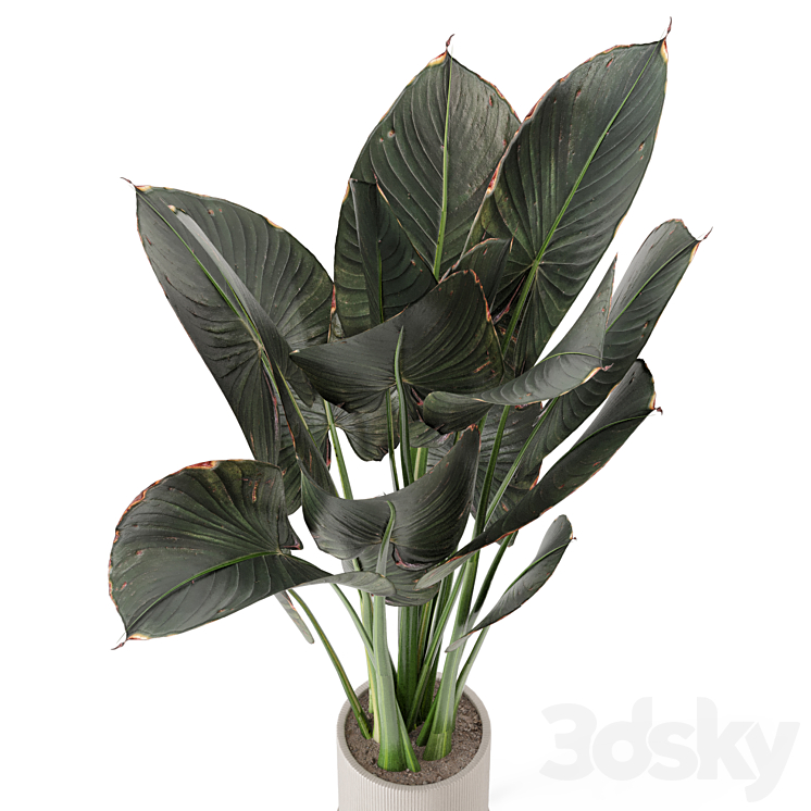 Indoor Plants in Ferm Living Bau Pot Large – Set 555 3DS Max Model - thumbnail 2