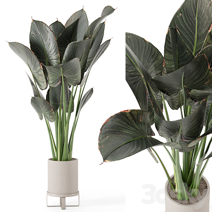 Indoor Plants in Ferm Living Bau Pot Large – Set 555 3DS Max - thumbnail 1