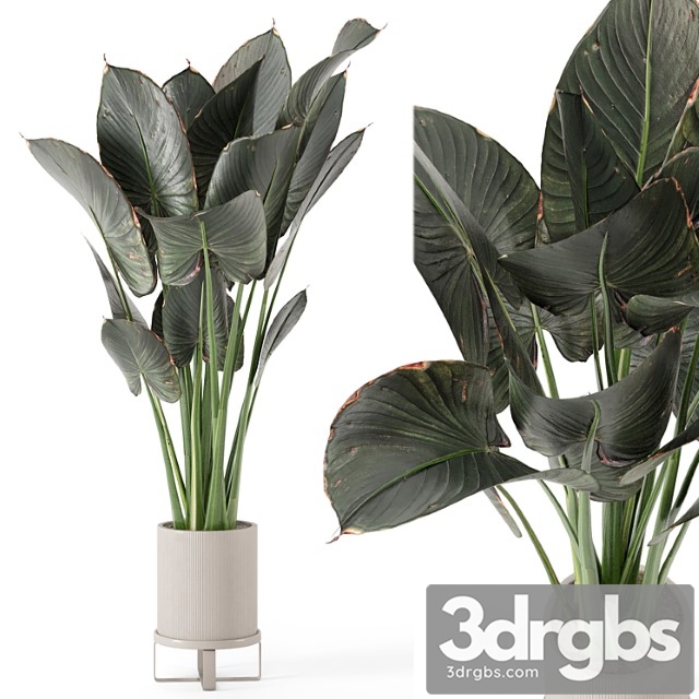 Indoor plants in ferm living bau pot large – set 555 - thumbnail 1