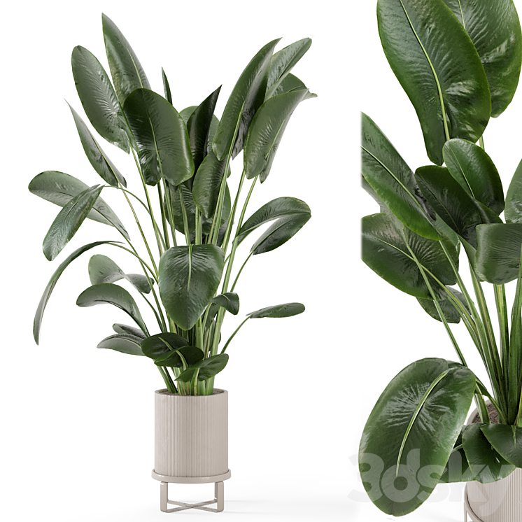 Indoor Plants in Ferm Living Bau Pot Large – Set 765 3DS Max Model - thumbnail 1