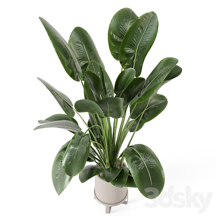 Indoor Plants in Ferm Living Bau Pot Large – Set 765 3DS Max Model - thumbnail 2