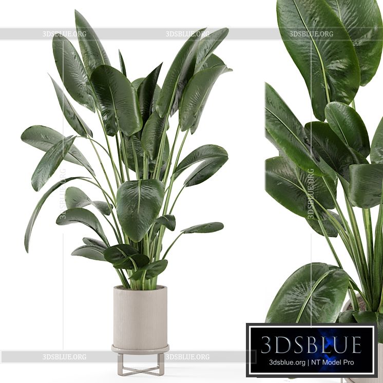 Indoor Plants in Ferm Living Bau Pot Large – Set 765 3DS Max - thumbnail 3