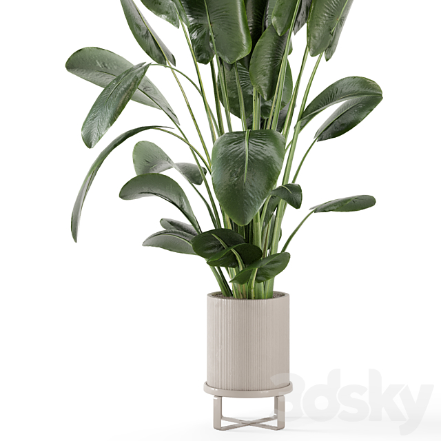 Indoor Plants in Ferm Living Bau Pot Large – Set 765 3DS Max Model - thumbnail 4