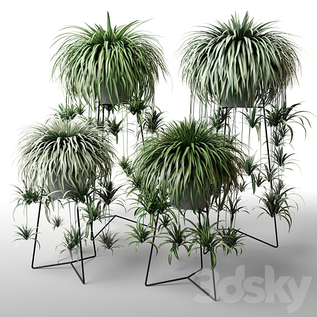 Indoor plants in floor planters 3DSMax File - thumbnail 1