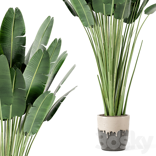 Indoor Plants In Handmade Glazed pot – Set 190 3DS Max Model - thumbnail 4