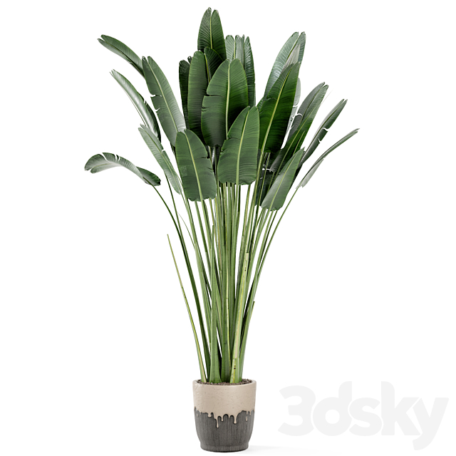 Indoor Plants In Handmade Glazed pot – Set 190 3DS Max Model - thumbnail 6