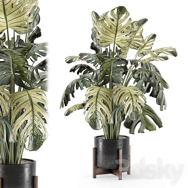 Indoor Plants in Handmade Stone Pot – Set 2174 3ds Max - thumbnail 1