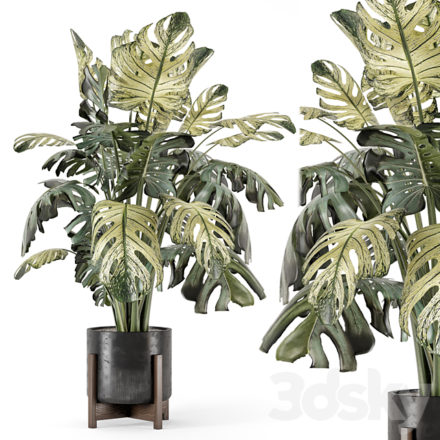 Indoor Plants in Handmade Stone Pot – Set 2174 3ds Max - thumbnail 2