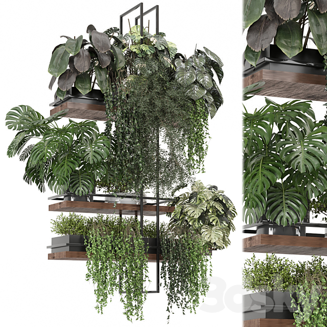 indoor plants in metal box _ Set hanging 1104 3ds Max - thumbnail 1