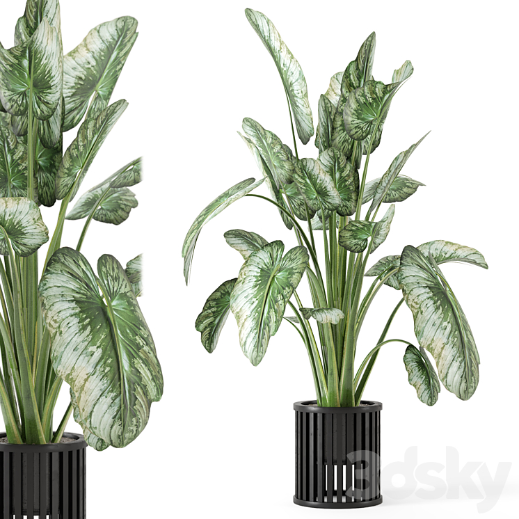 Indoor Plants in Metal Pot – Set 842 3DS Max Model - thumbnail 2