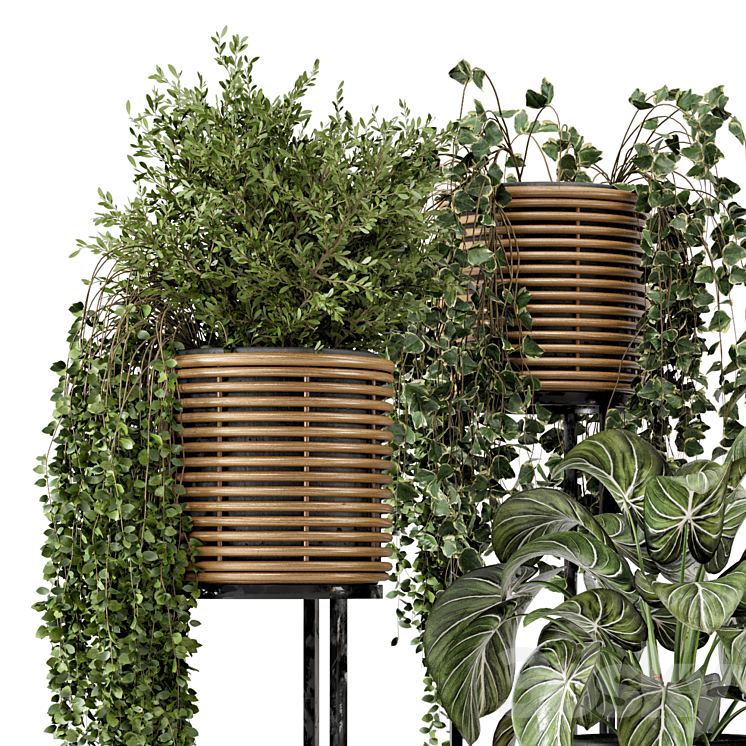 Indoor Plants in natural rattan Pot on Metal Base – Set 592 3DS Max Model - thumbnail 2