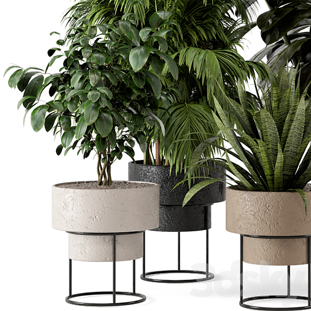 Indoor Plants in rusty Concrete Pot on Metal Shelf – Set 328 3DS Max Model - thumbnail 4