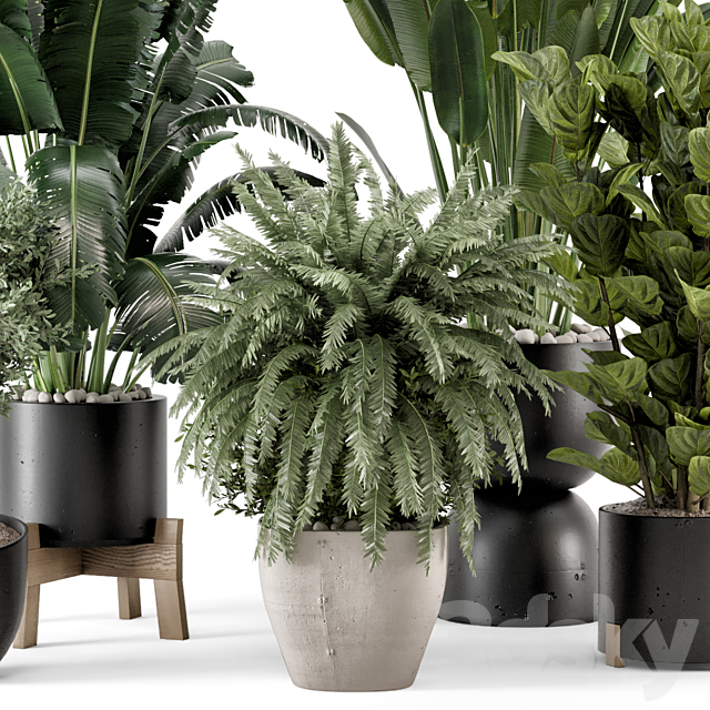 Indoor Plants in rusty Concrete Pot on Wooden Base – Set 1203 3ds Max - thumbnail 3