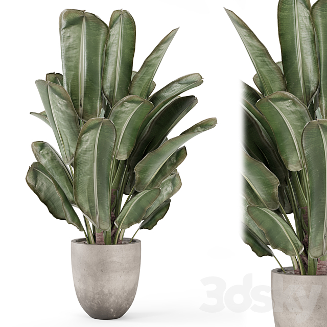 Indoor Plants In Rusty Concrete Pot – Set 2239 3ds Max - thumbnail 2