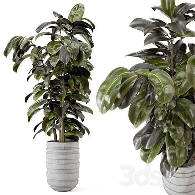 Indoor Plants in rusty Concrete Pot – Set 549 3DSMax File - thumbnail 1