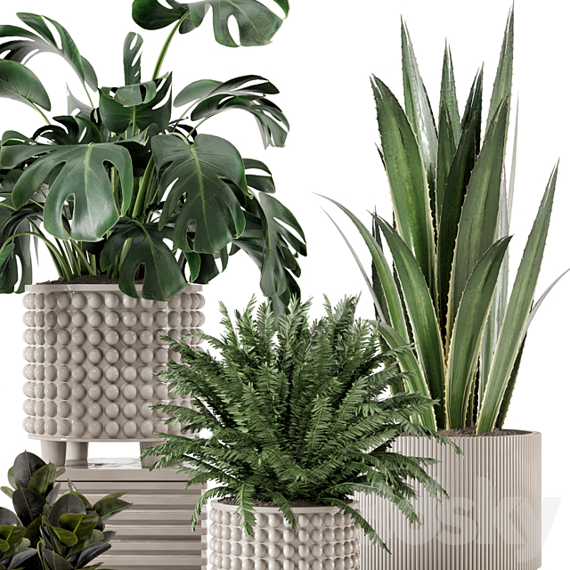 Indoor Plants in Standing Legs Small Bowl Concrete Pot – Set 1041 3ds Max - thumbnail 3