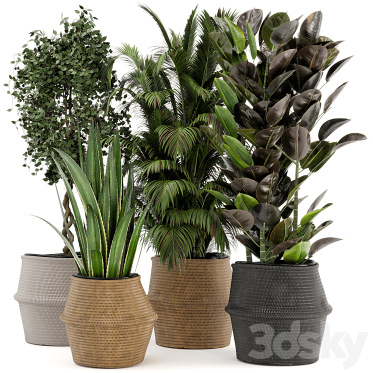 Indoor Plants in Wicker Basket – Set 258 3DS Max Model - thumbnail 1