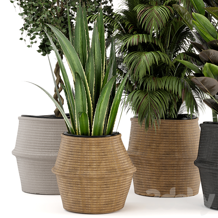 Indoor Plants in Wicker Basket – Set 258 3DS Max Model - thumbnail 2
