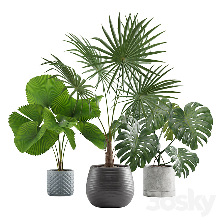Indoor Plants Pack 09 3DS Max Model - thumbnail 1