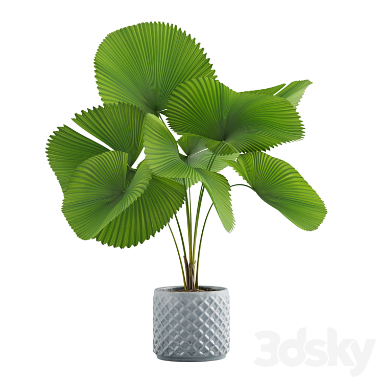 Indoor Plants Pack 09 3DS Max Model - thumbnail 2