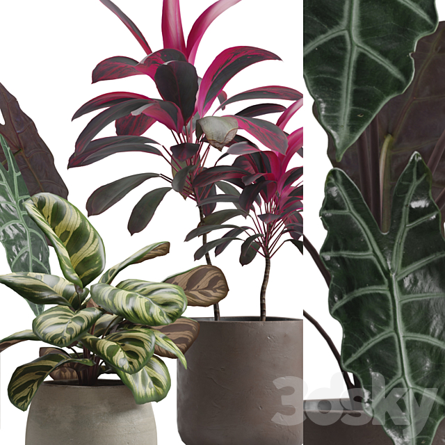 Indoor Plants Pack 14 3ds Max - thumbnail 2