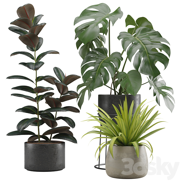 Indoor Plants Pack 15 3DS Max Model - thumbnail 1