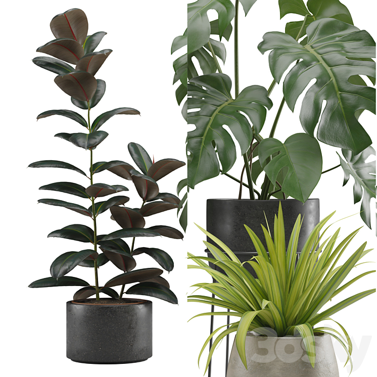Indoor Plants Pack 15 3DS Max Model - thumbnail 2