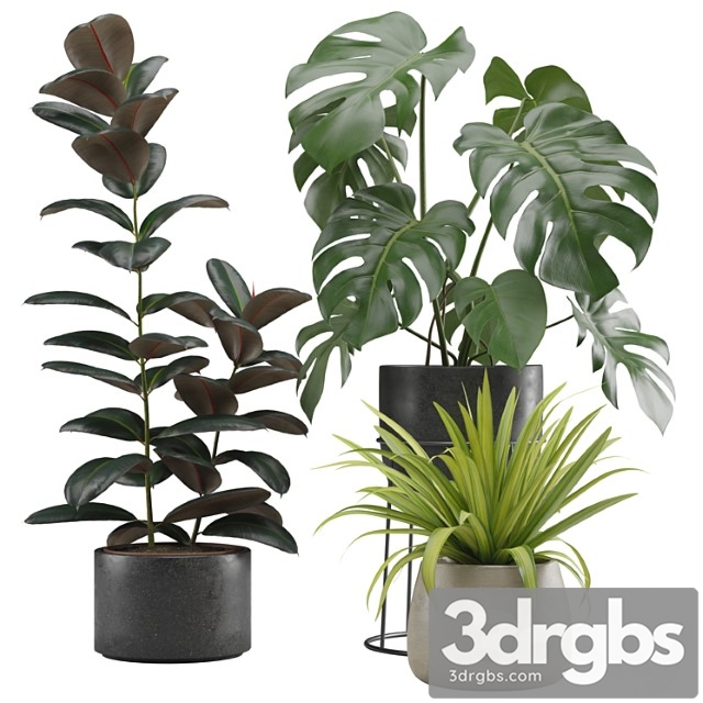 Indoor plants pack 15 - thumbnail 1