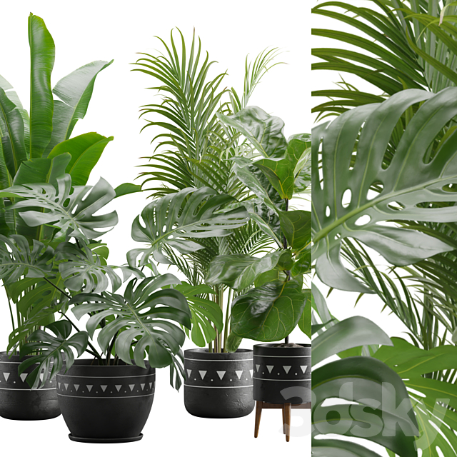 Indoor Plants Pack 17 3DSMax File - thumbnail 2