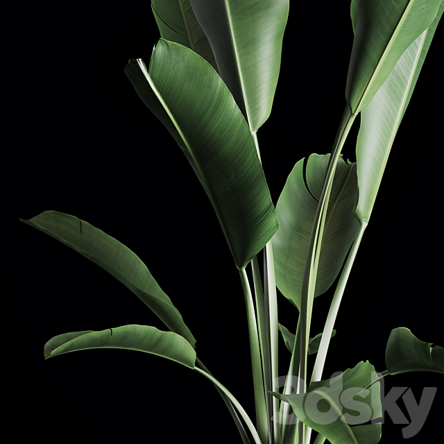 Indoor Plants Set 02 3DSMax File - thumbnail 3