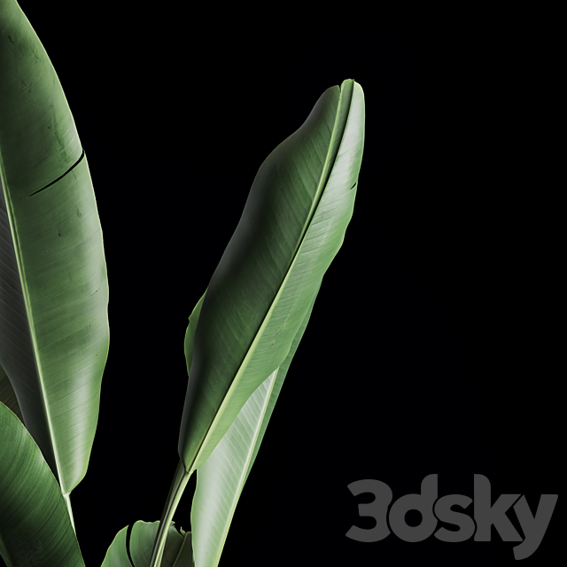 Indoor Plants Set 02 3DSMax File - thumbnail 4