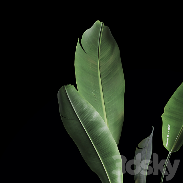 Indoor Plants Set 04 3DSMax File - thumbnail 3