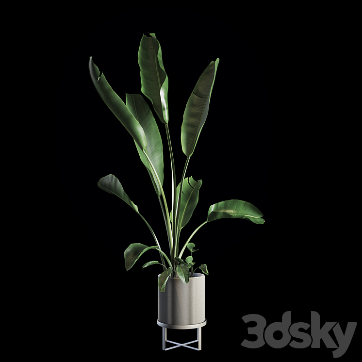 Indoor Plants Set 05 3DS Max - thumbnail 1