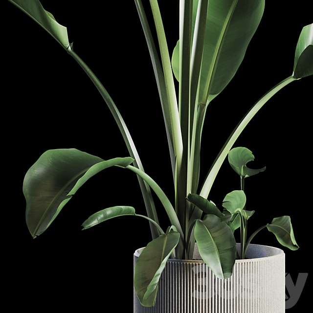 Indoor Plants Set 05 3DSMax File - thumbnail 3