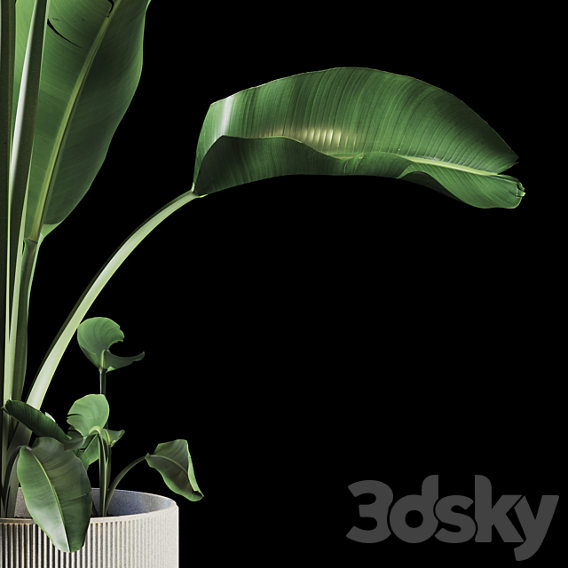 Indoor Plants Set 05 3DSMax File - thumbnail 4