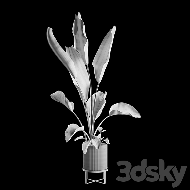 Indoor Plants Set 05 3DSMax File - thumbnail 5