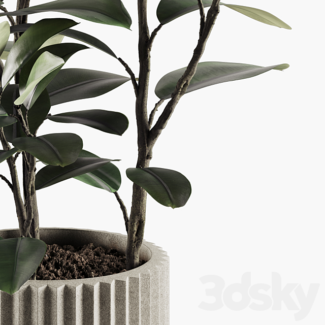 Indoor Plants Set 06 3DS Max Model - thumbnail 3