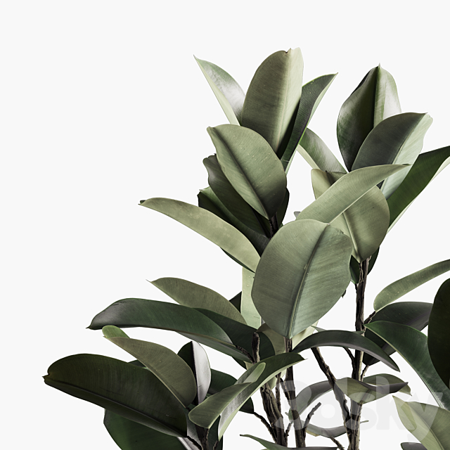 Indoor Plants Set 06 3DS Max Model - thumbnail 4