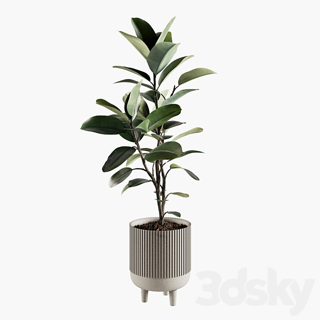 Indoor Plants Set 07 3ds Max - thumbnail 1