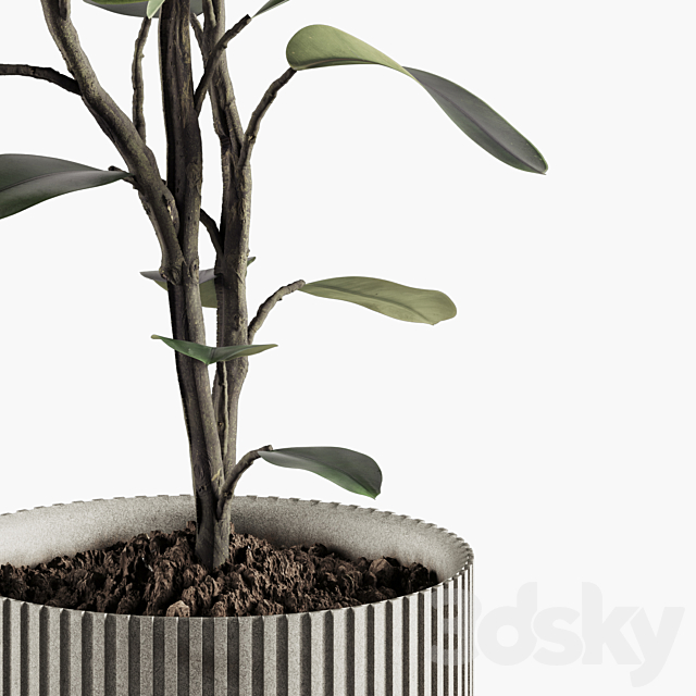 Indoor Plants Set 07 3ds Max - thumbnail 3