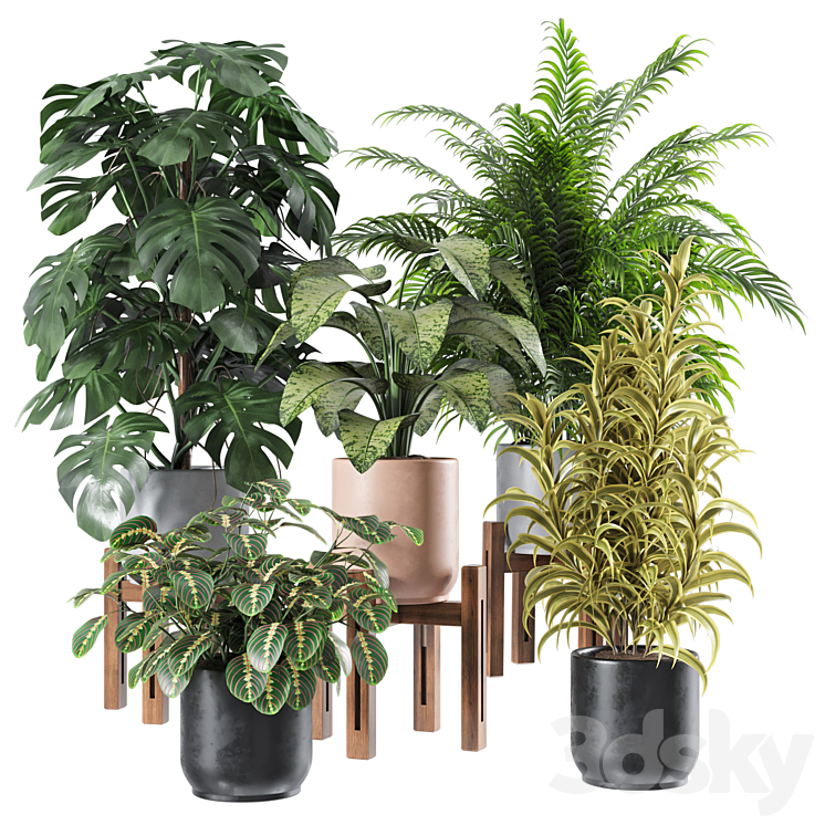 Indoor Plants Set 1 3DS Max Model - thumbnail 1