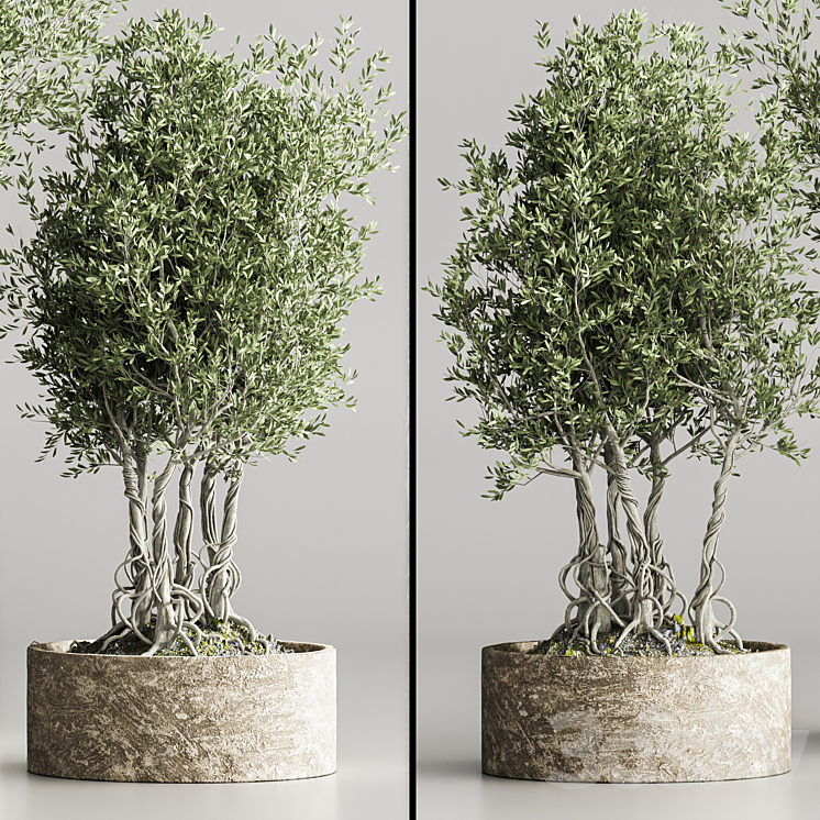 indoor_plant collection set vol 71 3DS Max Model - thumbnail 2