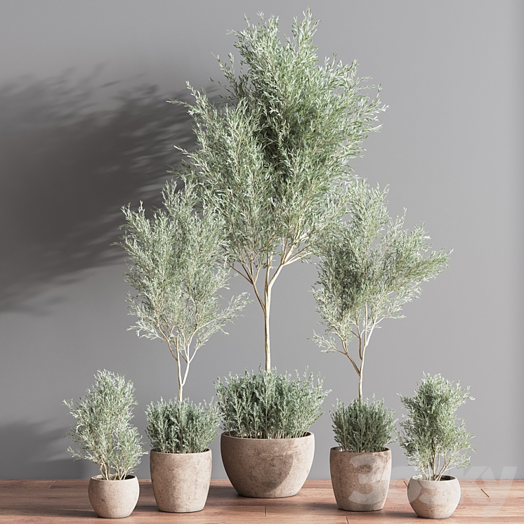 Indoor_Plant_olive_Set_07 3DS Max Model - thumbnail 1